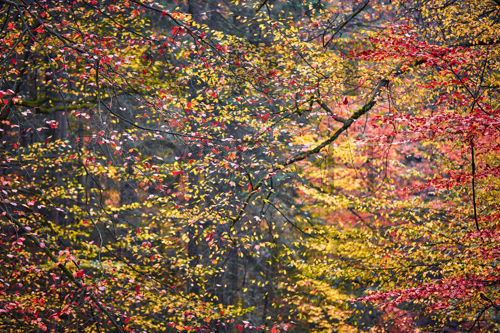 Ein Hans Fineart Original | Entdecke die Kunst von Hans Fineart - Fotografien für dein Zuhause. Verwandle deine Wände mit einzigartigen Kunstwerken und bringe die Schönheit der Welt in dein Leben. Bestelle jetzt und schaffe einen Ort der Inspiration und Eleganz.