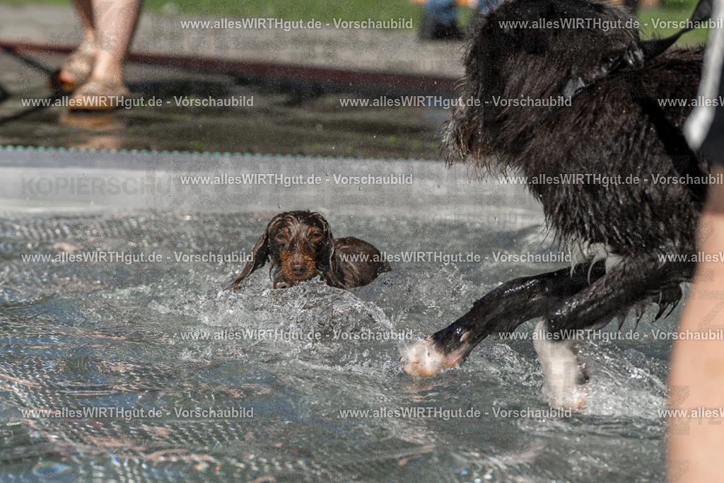 Hundeschwimmen_Volksbad_2026-allesWIRTHgut_Tierfotografie-2609061341-FAY06823 | Professionelle Tierfotografie in Mönchengladbach von Daniel Wirth (allesWIRTHgut). Liebevolle & natürliche Bilder von Hunden & Katzen für unvergessliche Erinnerungen.