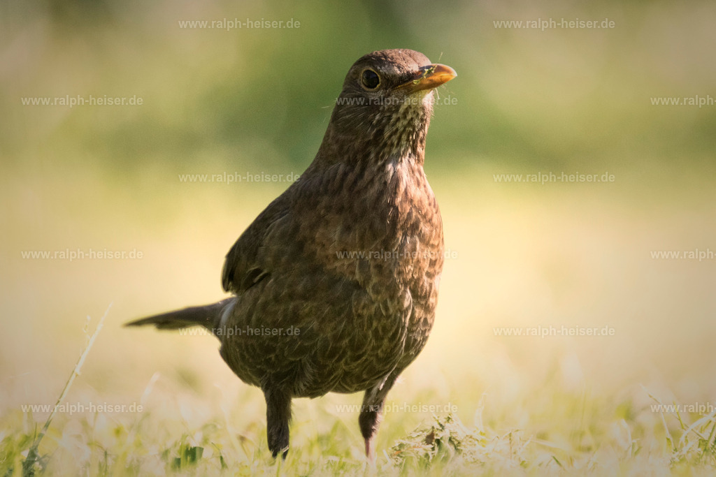 _56A7269_01 | Wandbilder, Bilder, Fotograf in Marburg, Tierbilder, Wandfotos, Bilder Shop, Günstige Bilder, Schwarz-Weiß Bilder, Ralph Heiser
