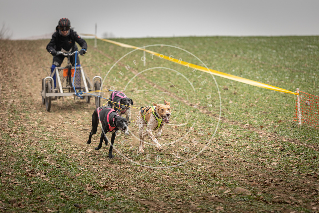 Pfotenfotografie_DV3A4526 | Hundefotografie, Tierfotograf, Pfotenfotografie, Fotoshooting Hund, Hunde Portrait, Hundesport, Hundeportraits, Heideshooting, Hunde, Sportfotograf, Hundefotograf, Turnierhundsport, THS,  - Realisiert mit Pictrs.com