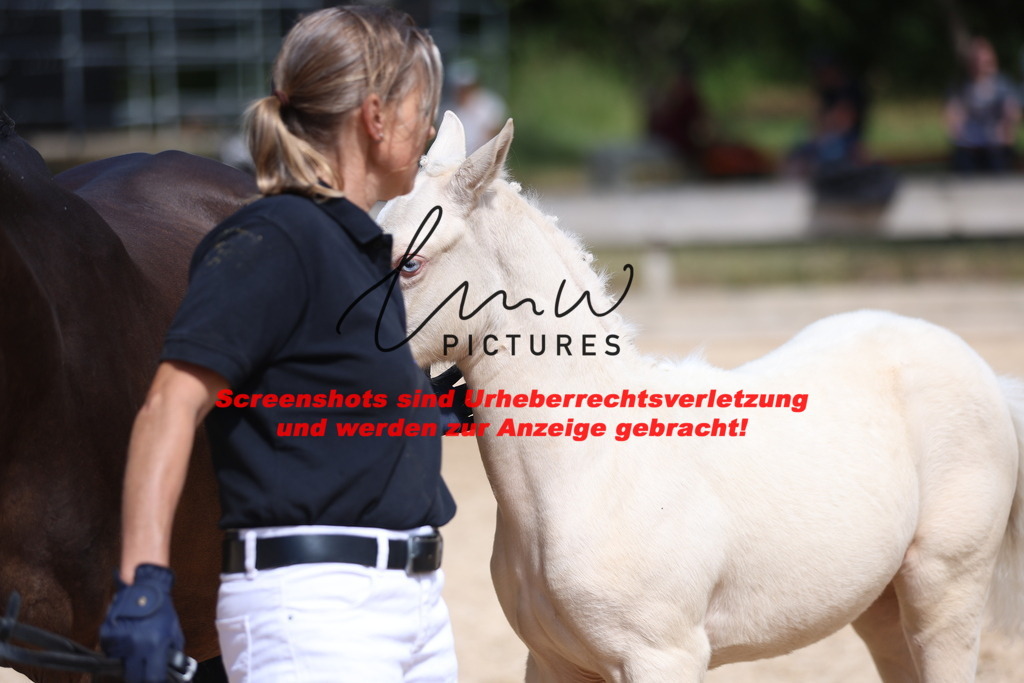 Fohlenschau_Schwäbisch_Hall_Ponys_KN 46_4 | lmwpictures - Realisiert mit Pictrs.com
