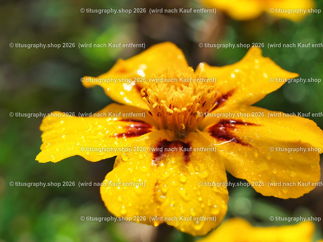 titusgraphy-PA221840-ln | titusgraphy-shop: Geschenkideen mit Qualitätsfotos. titusgraphy-shop: gift ideas with quality photos. titusgraphy-shop: idées cadeaux avec photos de qualité.  - Realisiert mit Pictrs.com