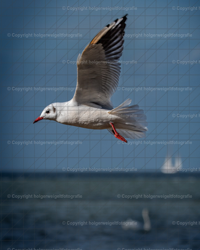 Möve | Kaufen sie online außergewöhnliche Fotografien auf Leinwand Acrylglas Fotoprint Aludibond von holgerweigeltfotografie - Realisiert mit Pictrs.com