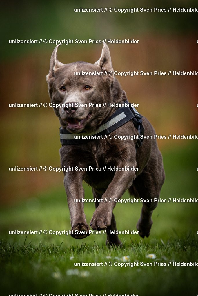 Sven Pries | 2025-04-13 - Hunderennen Baden-Baden - Realisiert mit Pictrs.com