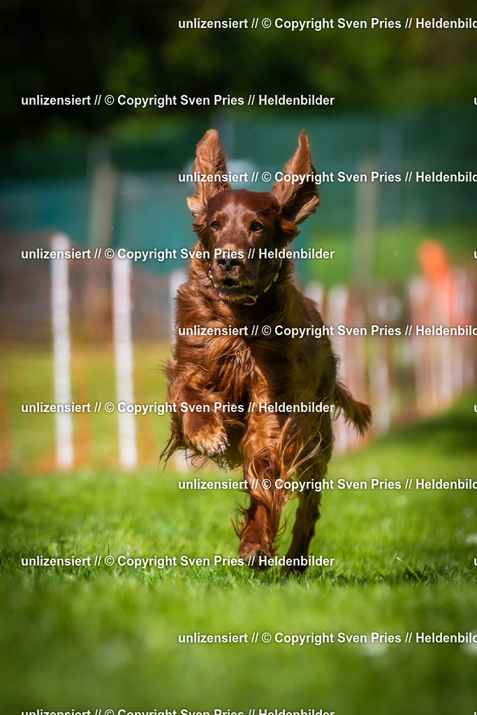 Hunderennen_April_2026_639 | 2026-04-26 - Hunderennen Baden-Oos April 2026 - Realisiert mit Pictrs.com