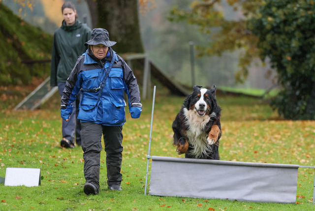 2025_Rally_Obedience_SM-69 | Ich fotografiere Hundeausstellungen, Sportanlässe, Zuchtstätten, Hundezucht, Hundeportrait, Lagotto - Realisiert mit Pictrs.com