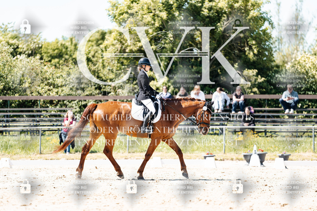 CK905827 | Turnierfotografie Pferdefotografie Trier Rheinland-Pfalz Pferdesport Reitsport Tierfotografie Sportfotografie Pferdevideo Pferdevideografie Equestrianvideography equestrianphotography  - Realisiert mit Pictrs.com