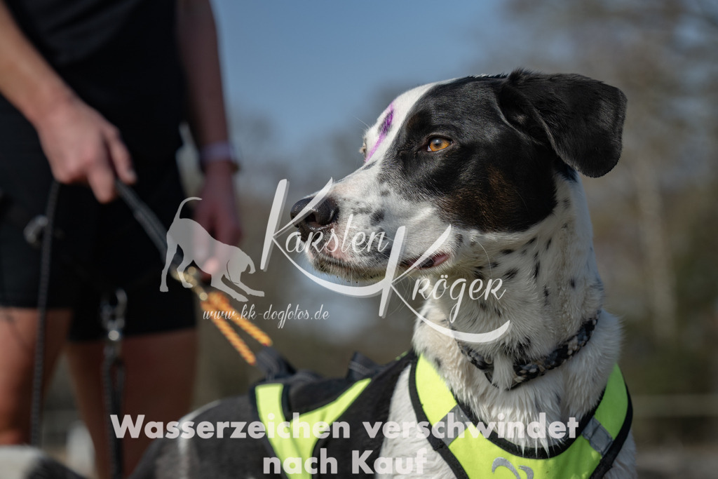 1425_ZZ90389 | kk-dogfotos