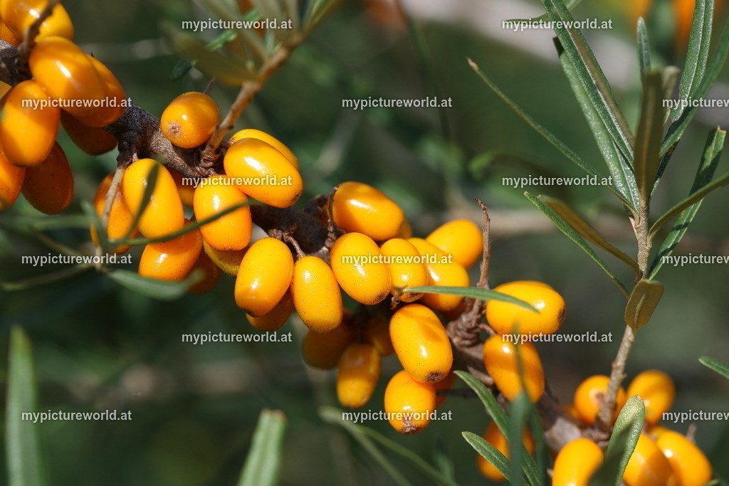 Sanddorn-006 | Das Bilderarchiv über Tiere, Planzen und Landschaften. In der Bilddatenbank finden Sie ein große Auswahl an hochwertigen Bilder für Ihre Werbung - Realized with Pictrs.com