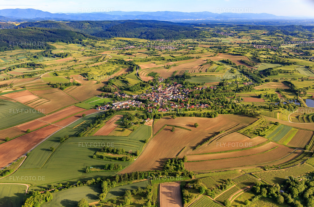Luftbild: Dorfansicht aus Norden im Ortsteil Wallburg in Ettenheim im Bundesland Baden-Württemberg in Deutschland. Foto: IMG_147225.jpg vom 29.05.2025 durch Werner Riehm/FLY-FOTO.de