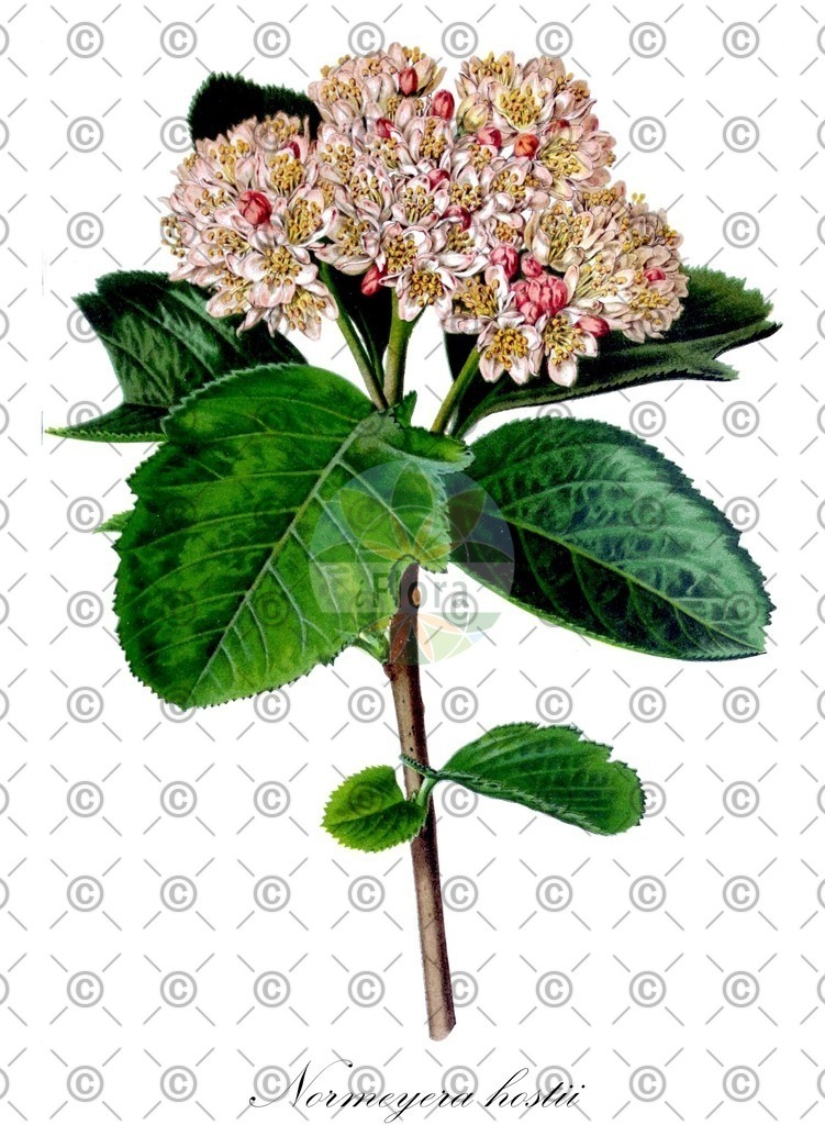 HistAbb_wfo-0000817032_1_ENZY_Simple | Historische Abbildung von Normeyera hostii - Rosaceae | Historical Illustration of Normeyera hostii - Rosaceae