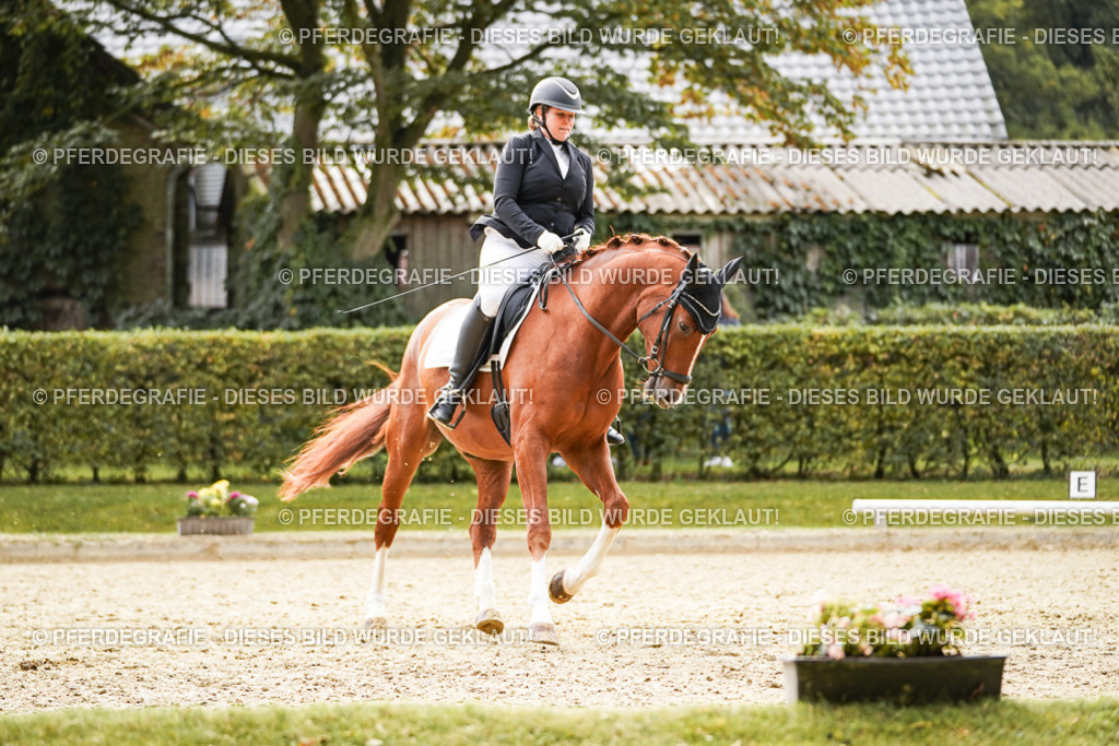 DSC01370 | Pferdegrafie