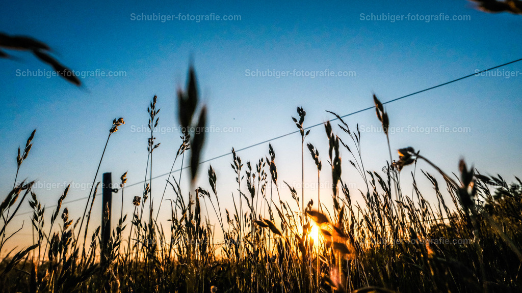 Gräser im Sonnenuntergang | Gräser im Sonnenuntergang in Dänemark - Realisiert mit Pictrs.com