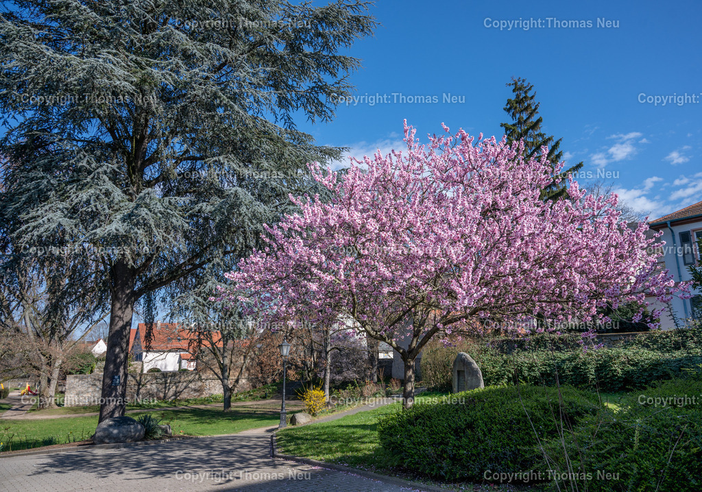 DSC_9087 | bzw, Zwingenberg, Stadtpark Frühling,,, Bild: Thomas Neu
