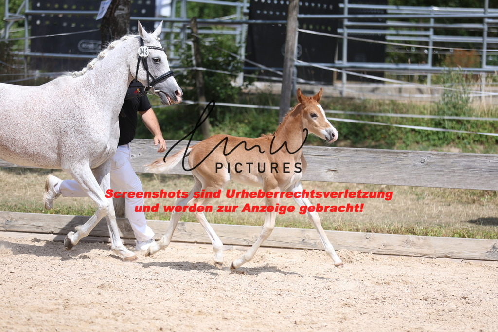 Fohlenschau_Schwäbisch_Hall_Ponys_KN 43_11 | lmwpictures - Realisiert mit Pictrs.com