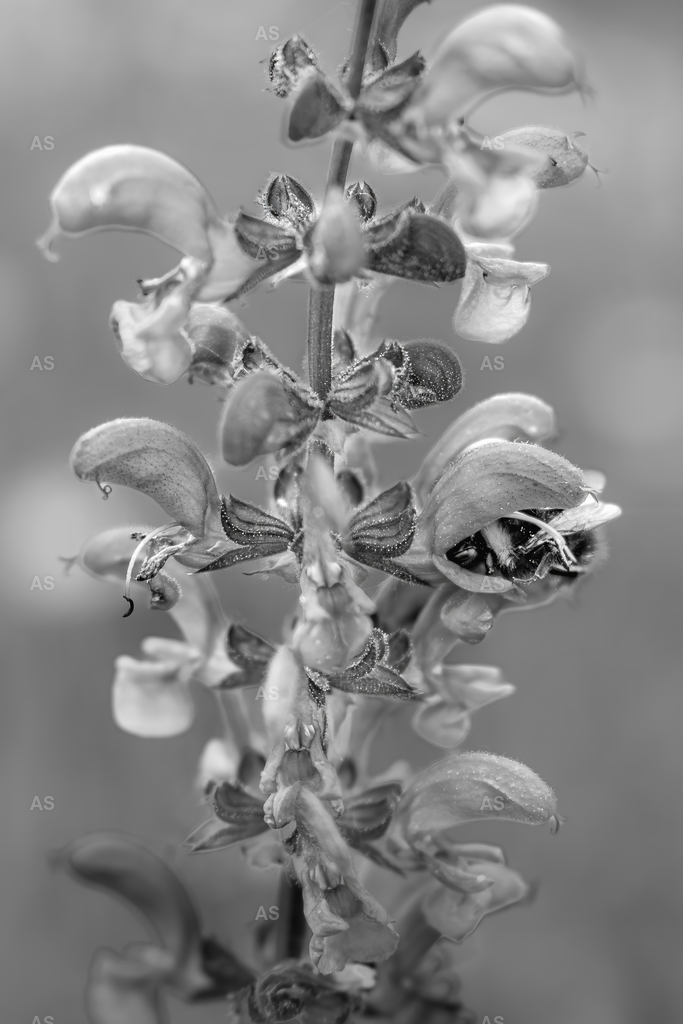 Fading Bloom | SCHNAITZ Prints & Fine Art by Alexander Schnaith - Realisiert mit Pictrs.com