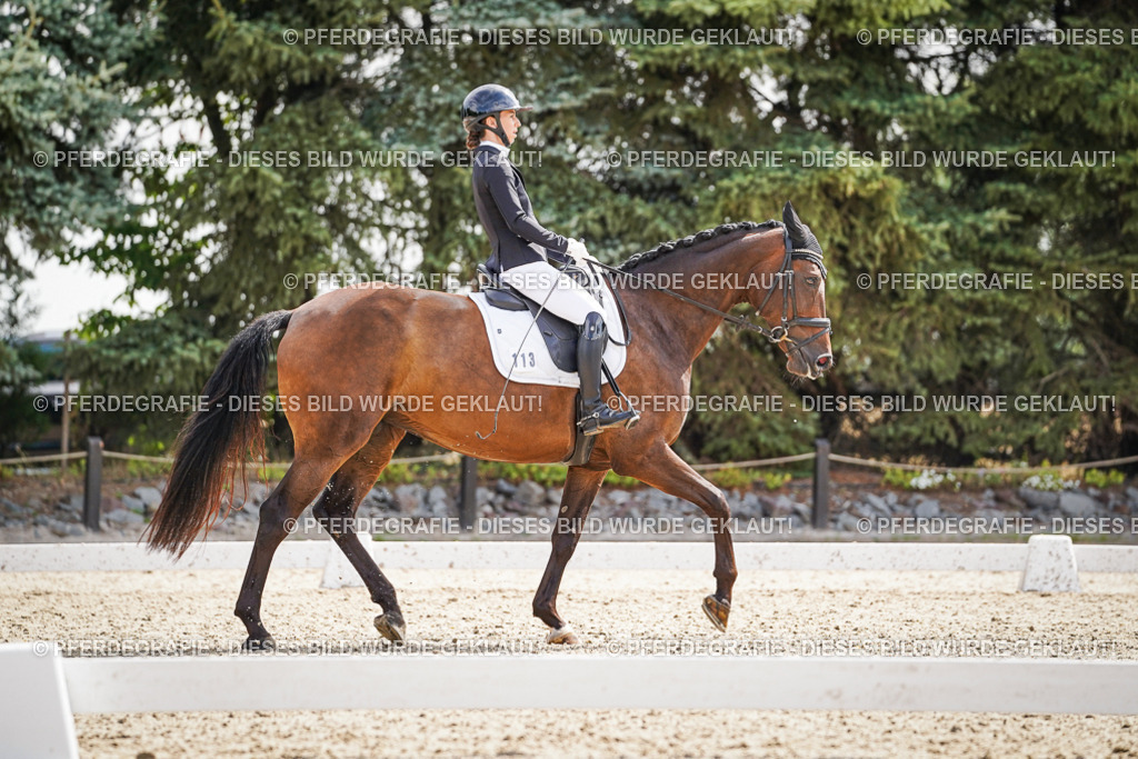 DSC08658 | Pferdegrafie