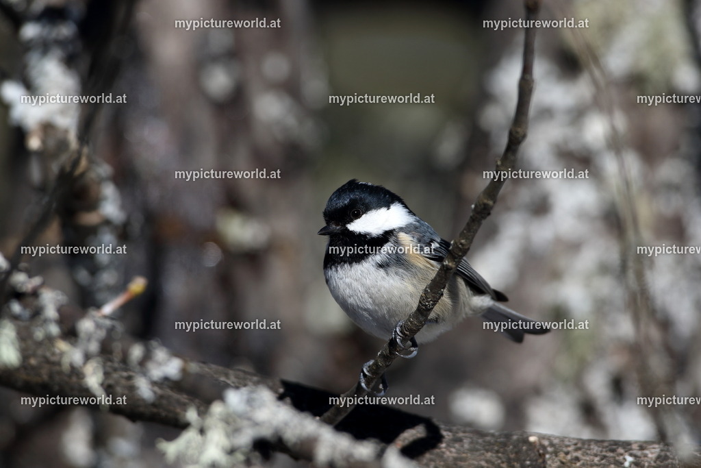 Tannenmeise-011 | Das Bilderarchiv über Tiere, Planzen und Landschaften. In der Bilddatenbank finden Sie ein große Auswahl an hochwertigen Bilder für Ihre Werbung - Realisiert mit Pictrs.com