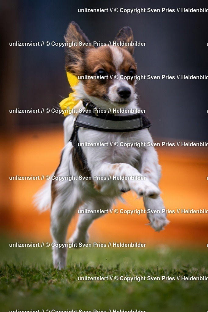 Sven Pries | 19. Allgemeines Hunderennen Karlsruhe Durlach - Realisiert mit Pictrs.com