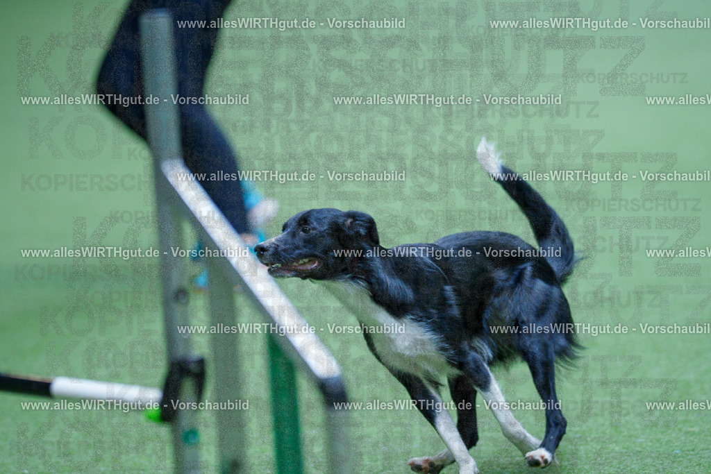 @allesWIRTHgut_Tierfotografie - www.allesWIRTHgut.de - 2604251351-7R504171 | Professionelle Tierfotografie in Mönchengladbach von Daniel Wirth (allesWIRTHgut). Liebevolle & natürliche Bilder von Hunden & Katzen für unvergessliche Erinnerungen.