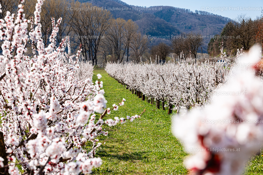 Wachau 04042025 _ Fred Lindmoser-6932 | Fotos und Fotoprodukte - Realisiert mit Pictrs.com
