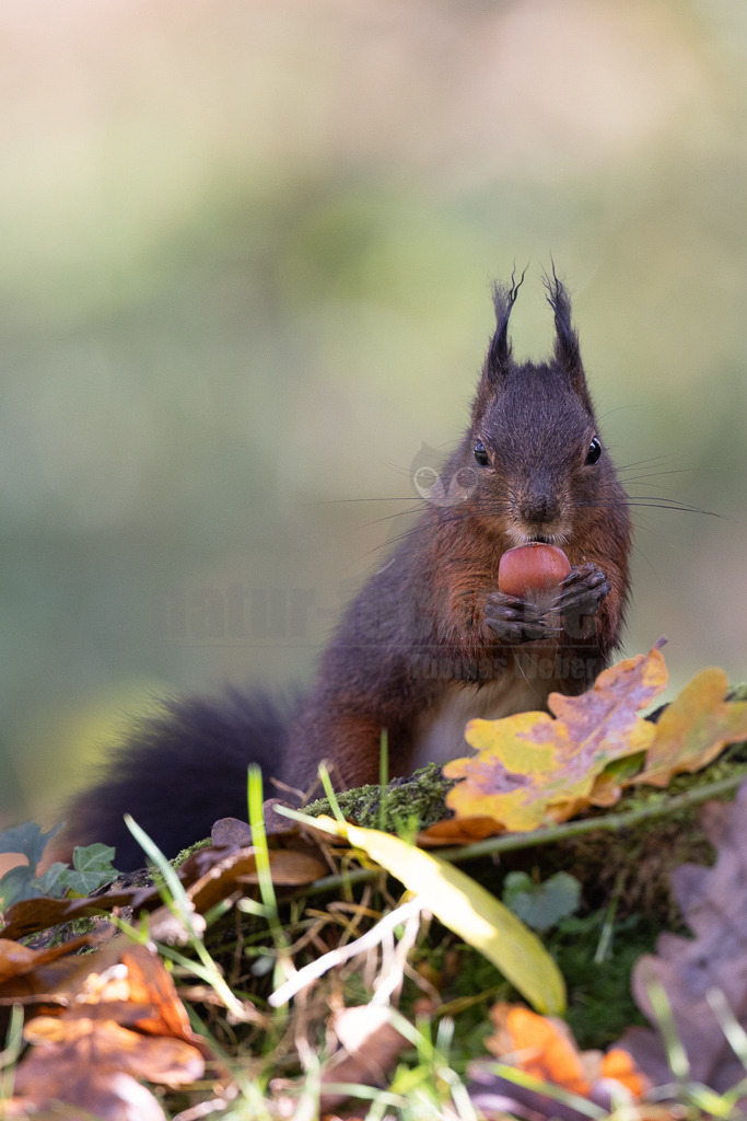 20231112105850-3 | Eurasische Eichhörnchen (Sciurus vulgaris) leben in Nadel-, Laub- und Mischwäldern mit alten Baumbeständen und sind fast in ganz Europa verbreitet. In Deutschland und vielen anderen Ländern haben sie sich auch städtische Lebensräume erschlossen. Sie halten sich gern in der Nähe von Menschen auf und sind in Gärten und Parks zu finden, solange es dort genügend Nahrung und Unterschlupf gibt. - Realisiert mit Pictrs.com