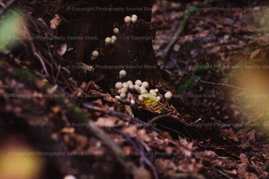 Schleimpilz - Eumycetozoa | Willkommen im Shop von Photography Sascha Staub. Hier findest du alle Fotos und Medieninhalten von Sascha Staub. In diesem Shop kannst du Lizenzen zu den Fotos, Drucke und Gutscheine für den Shop erwerben.  - Realizado com Pictrs.com