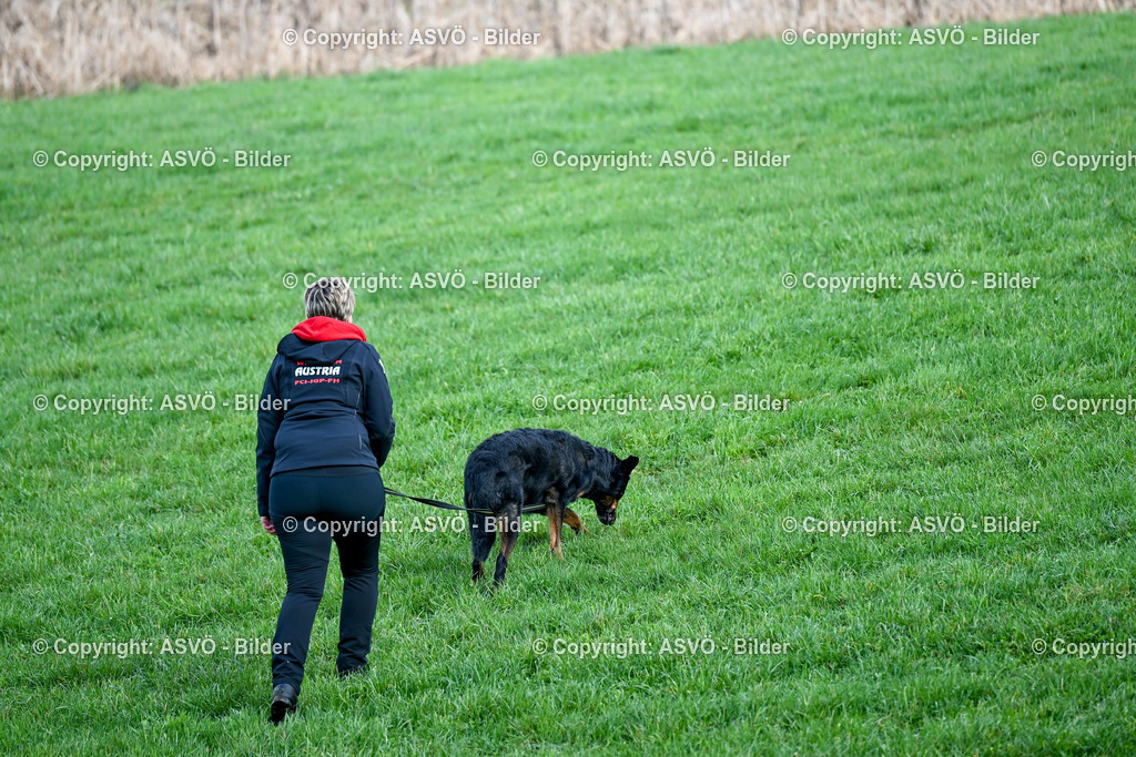 ASVÖ_ Tracking Dog World Championship 2025_ 31.03.2025-73 | 31.03.2025, AUT, ASVÖ, Tracking Dog World Championship // FCI IGP Fährtenhundeweltmeisterschaft 2025©fodo.media / Harald Dostal - Realisiert mit Pictrs.com