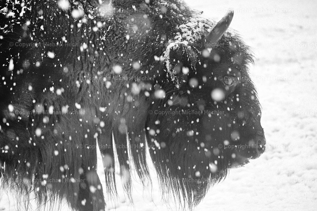 Wisent | European Bison in heavy snowfall - Realisiert mit Pictrs.com