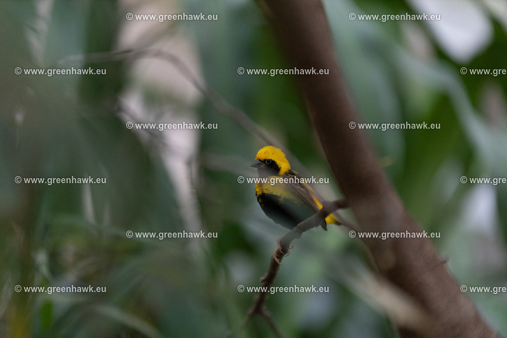 _MG_9044 | Greenhawks Bilder Shop für Landschaften, Urban, Tiere und weiteres als Poster Leinwand oder Fotogeschenk für Ostern Weihnachten oder Geburtstag  - Realisiert mit Pictrs.com