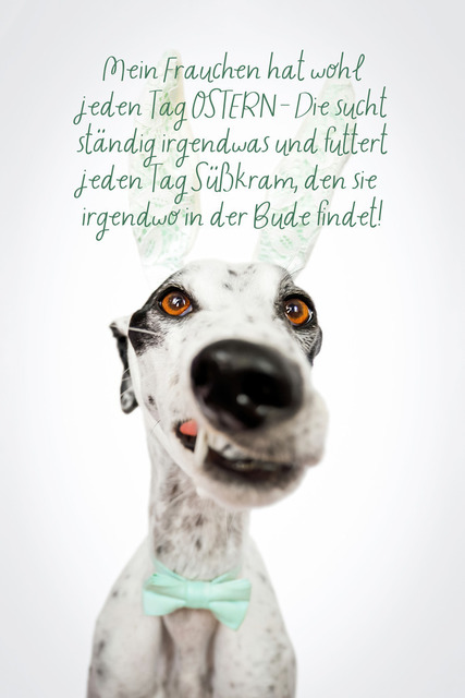 Patchs Frauchen hat jeden Tag Ostern! | "Mein Frauchen hat wohl jeden Tag Ostern- Die sucht ständig irgendwas und futtert jeden Tag Süßkram, den sie irgendwo in der Bude findet!" Ja, ich gebe es zu: Genau so bin ich!