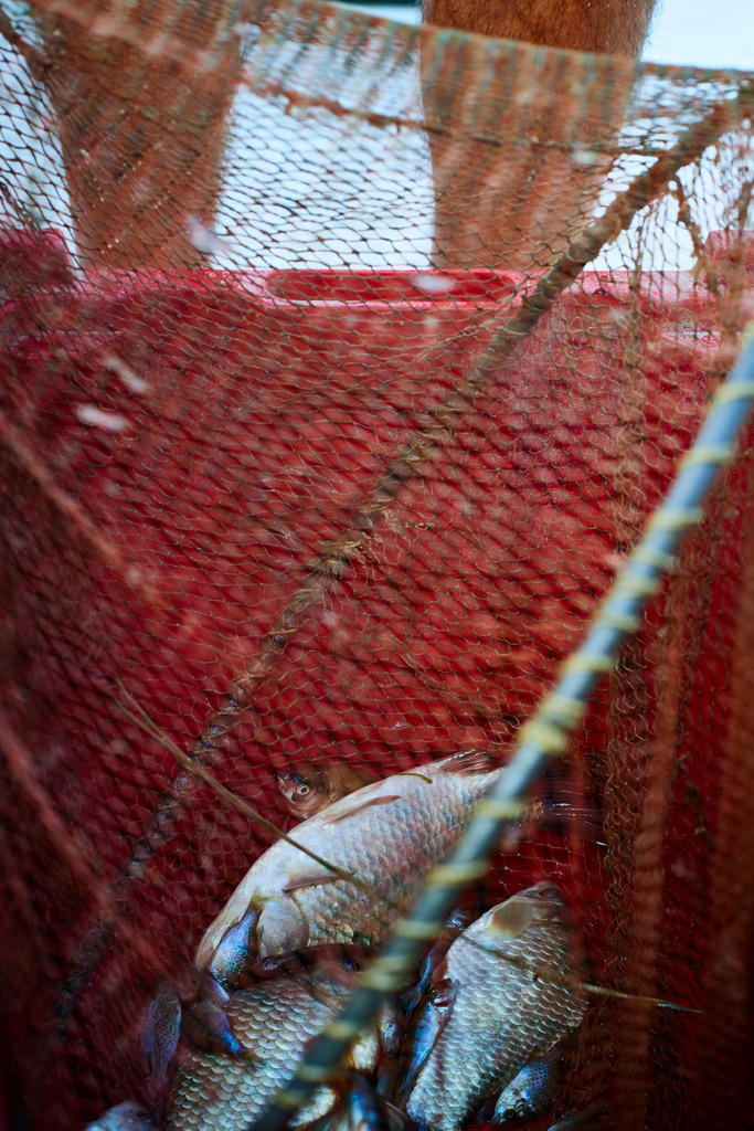Fische im Netz | San Feliciano, Italien - August 31, 2016: Lago Trasimeno; mehrere Fische im Netz, im Hintergrund die Beine des Fischers. - Realisiert mit Pictrs.com