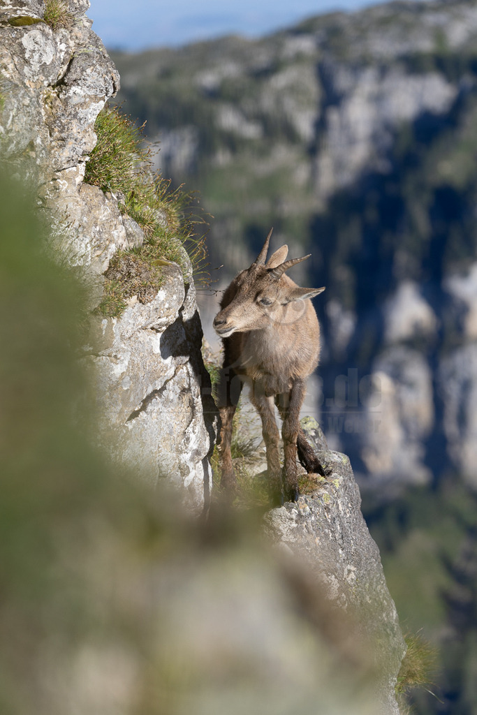 _5NF7197_20250710 | Ein Steinbockmännchen steht auf einem Felsvorsprung und blickt direkt in die Kamera. Das Tier ist in seiner natürlichen Umgebung, einer steilen, felsigen Berglandschaft, zu sehen. Es scheint die Umgebung zu beobachten und wirkt aufmerksam. Die Komposition des Bildes lenkt die Aufmerksamkeit auf das Tier, während der Hintergrund die Größe und die Herausforderung der Umgebung unterstreicht. - Realisiert mit Pictrs.com