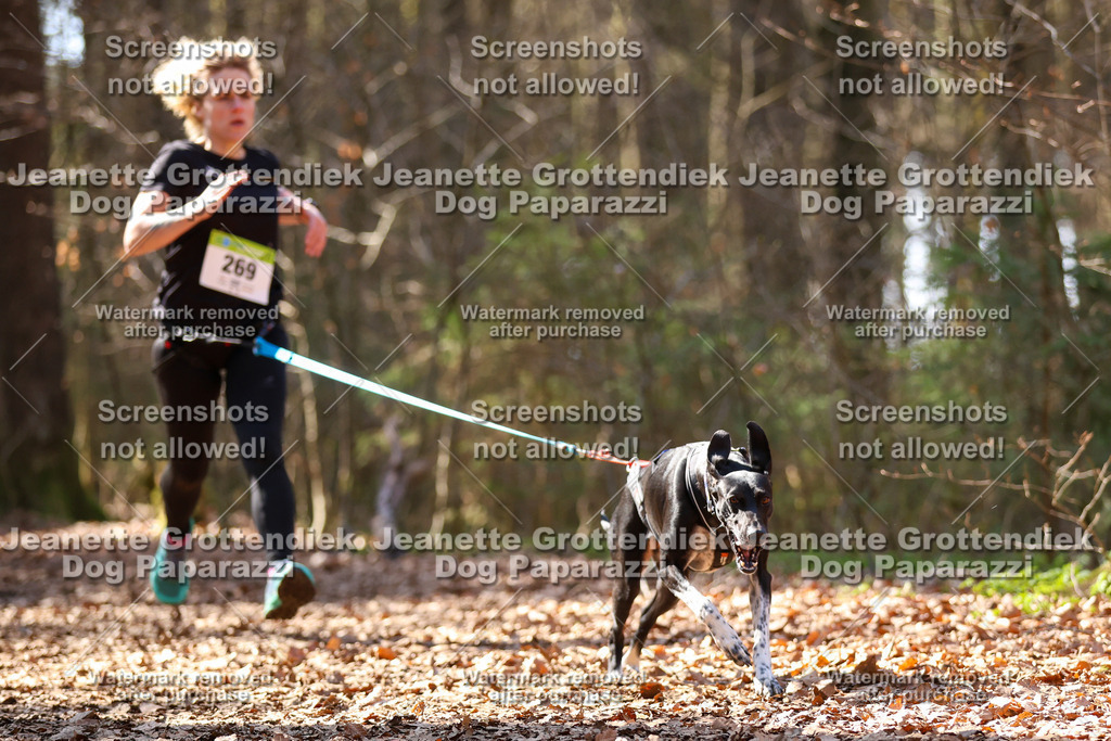 Dog Paparazzi - VCC26-1295 | Dog Paparazzi Jeanette Grottendiek Fotografie & Videografie - Realisiert mit Pictrs.com