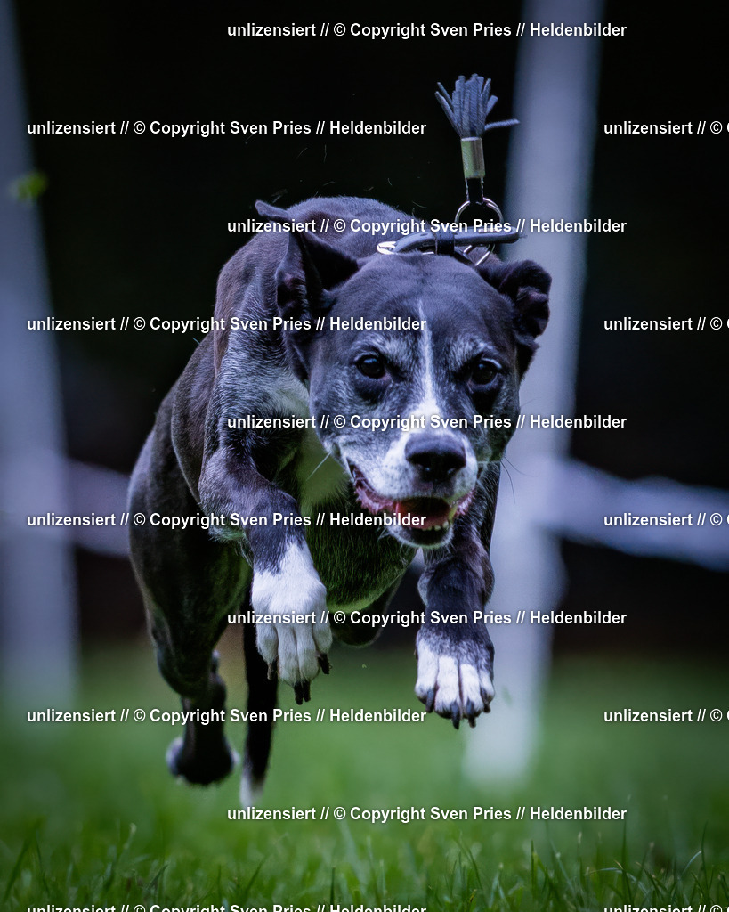 Sven Pries | 2024-10-19 - Hunderennen Ober-Grombach - Realisiert mit Pictrs.com