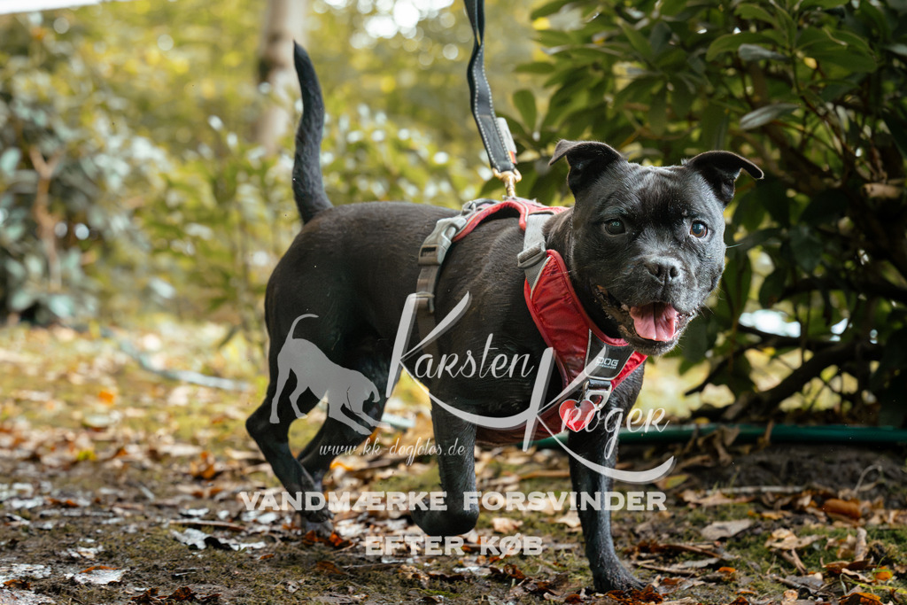 1428DZ6_2376Z6 | kk-dogfotos
