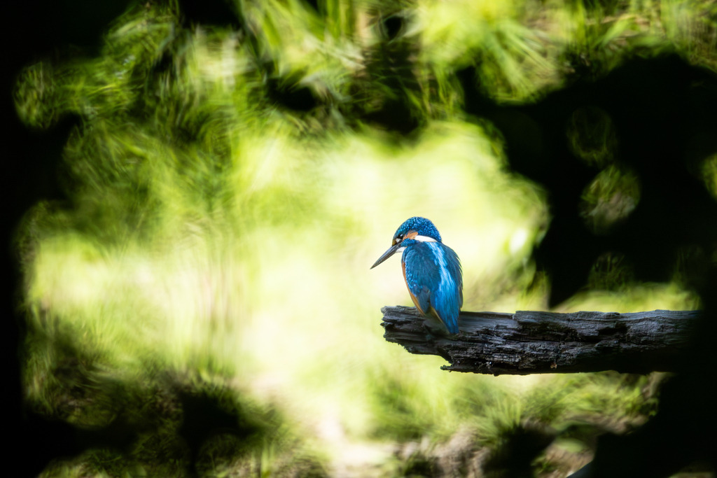 Der Eisvogel | Der Eisvogel (Alcedo atthis) ist aufgrund seines leuchtend bunten Gefieders und seiner pfeilschnellen Jagdweise eine der auffälligsten und schönsten Vogelarten Mitteleuropas. Er wird oft als "fliegender Edelstein" bezeichnet und dient als wichtiger Indikator für die Gesundheit und Naturnähe von Gewässern. - Realisiert mit Pictrs.com