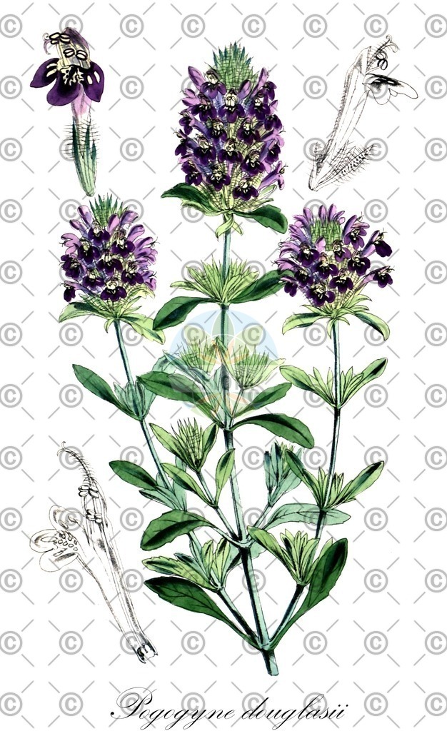 HistAbb_wfo-0000894436_1_ENZY_Simple | Historische Abbildung von Pogogyne douglasii - Lamiaceae | Historical Illustration of Pogogyne douglasii - Lamiaceae