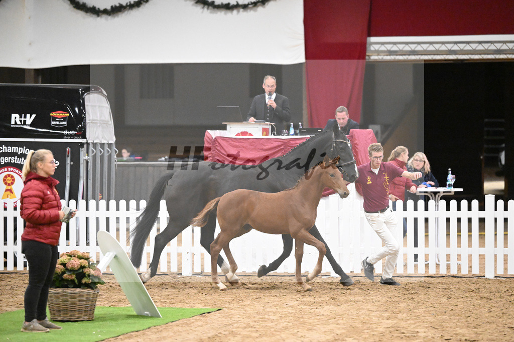 Fohlenauktion Next Chance_49220498 | hf-fotografie - Realisiert mit Pictrs.com