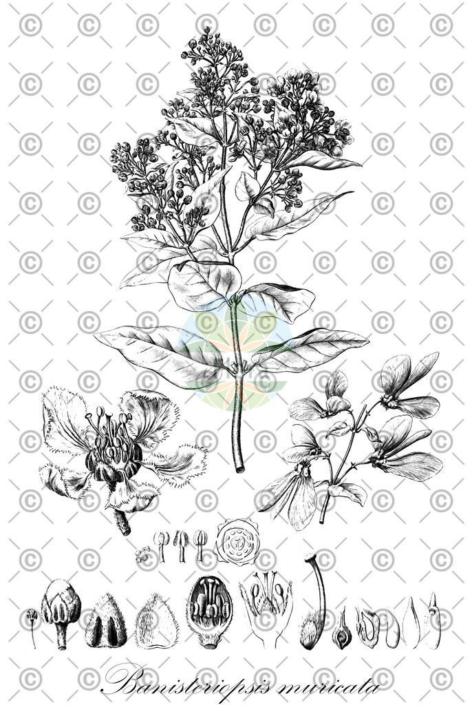 HistAbb_wfo-0000559597_1_ENZY_Simple | Historische Abbildung von Banisteriopsis muricata - Malpighiaceae | Historical Illustration of Banisteriopsis muricata - Malpighiaceae
