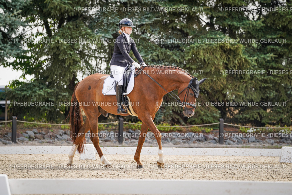 DSC08386 | Pferdegrafie