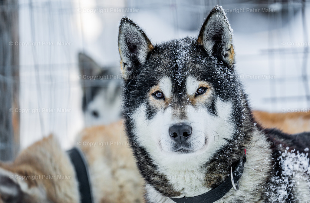 Huskyschlitten_Faubelhof_Hohenthurn-6 | piet_flosse