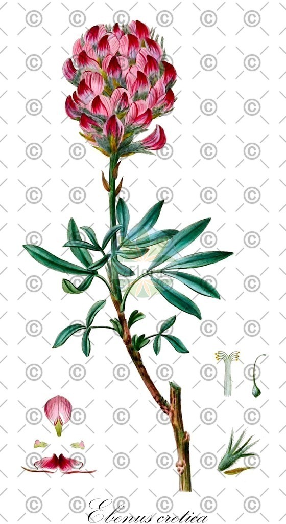 HistAbb_wfo-0000659420_1_ENZY_Simple | Historische Abbildung von Ebenus cretica - Fabaceae | Historical Illustration of Ebenus cretica - Fabaceae