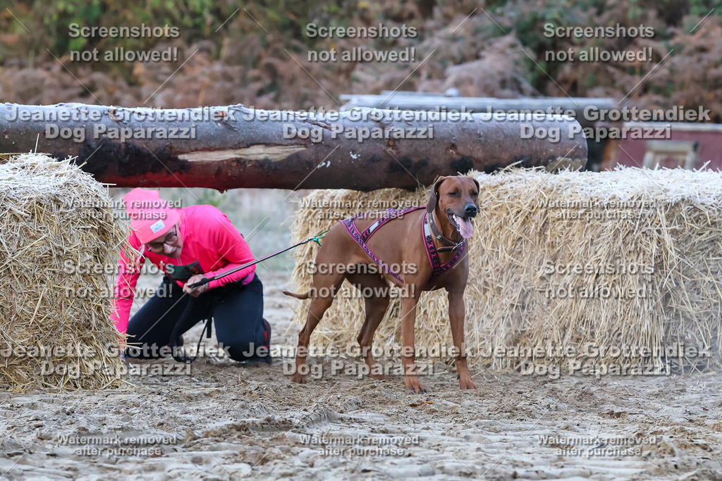 Dog Paparazzi - Strongdog 10-25-169 | Dog Paparazzi Jeanette Grottendiek Fotografie & Videografie - Realisiert mit Pictrs.com