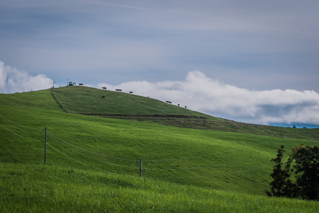 Wanderung Trubschachern - Escholzmatt, Blick auf den Bock | Rinder ziehen auf den Bock bei Escholzmatt - Realisiert mit Pictrs.com