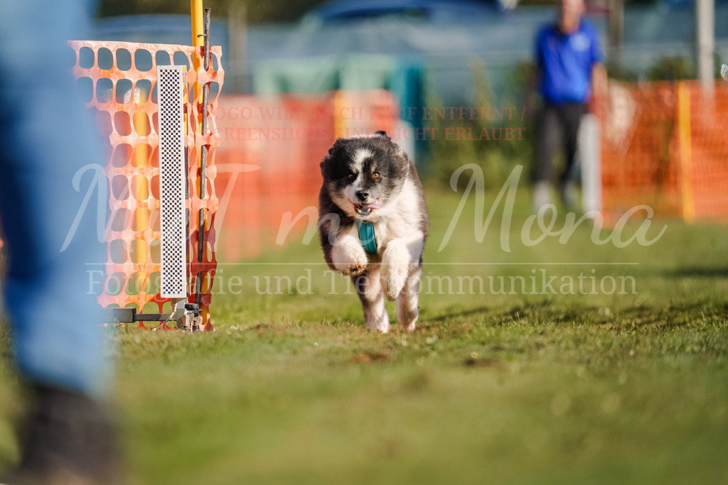 20250928_Hunderennen-15 | MuT (Mensch und Tier) mit Mona - Fotografie und Tierkommunikation - Realisiert mit Pictrs.com