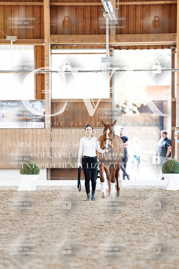 CK906902 | Turnierfotografie Pferdefotografie Trier Rheinland-Pfalz Pferdesport Reitsport Tierfotografie Sportfotografie Pferdevideo Pferdevideografie Equestrianvideography equestrianphotography  - Realisiert mit Pictrs.com