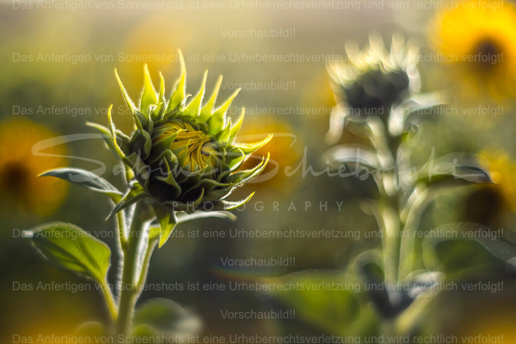 First Light | Exklusive Naturfotografie für stilvolle Wanddekoration ★ Premium Wandbilder Made in Germany ✔️ FineArt Drucke & Downloads ✔️ Brillante Farben, höchste Qualität & weltweiter Versand ✔️ - Realisiert mit Pictrs.com