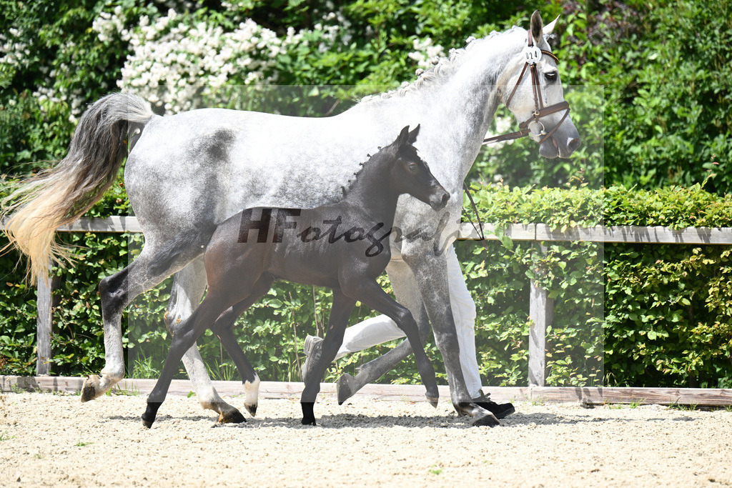 Comme il faut x Hickstead White_SF_Eder_19240628 | hf-fotografie - Realisiert mit Pictrs.com