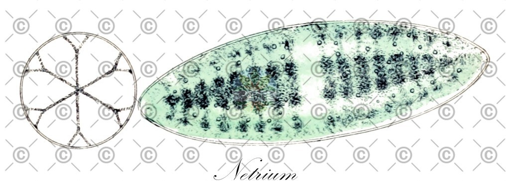 HistAbb_wfo-0000379891_1_ENZY_Simple | Historische Abbildung von Netrium - Mesotaeniaceae (0) | Historical Illustration of Netrium - Mesotaeniaceae (0)